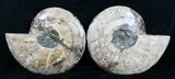 Large Inch Split Ammonite Pair #4366-2